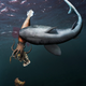 Artist’s conception of what may have occurred to result in the unusual fossil described in a new study.